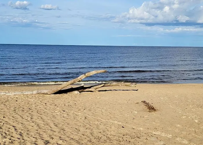 Seaside_Albatross